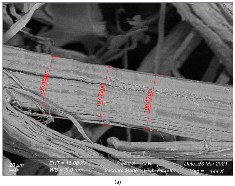 SEM images enabling an assessment of the distribution of the fibers and their relationships with the matrix taken by SEM in high vacuum mode: (a) Raw hemp fibers (× 144–Zoom × 20). (b) Hemp fibers in cement mortar (× 500–Zoom × 10). (c) Raw flax fibers (× 300–Zoom × 20). (d) Flax fibers in cement mortar (× 300–Zoom × 20). (e) Raw bamboo fibers (× 300–Zoom × 10). (f) Bamboo fibers in cement mortar (× 279–Zoom × 20). (g) Raw miscanthus fibers (× 140–Zoom × 30). (h) Miscanthus fibers in cement mortar (× 37–Zoom × 100).