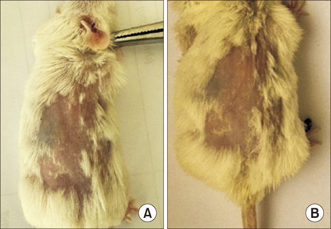 Skin irritation assessment. (A) Before treatment; (B) 7th day after daily treatment of ointment (n = 6 for each group).