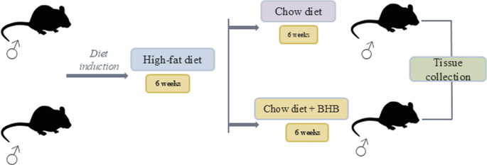 Experimental timeline of the DIO mouse model and BHB treatment. Male mice were fed a high-fat diet for 6 weeks to induce diet-induced obesity. After this induction period, mice were divided into two groups and maintained for an additional 6 weeks on either a chow diet or a chow diet supplemented with BHB. At the end of the treatment period, brain tissue was collected for further analysis