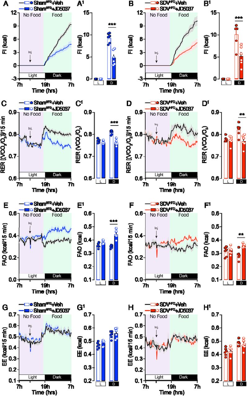 The gut-brain vagal axis does not mediate JD5037-induced feeding and metabolic adaptations.Veh or JD5037 (3 mg/kg, i.p.) were administered to ShamHFD- and SDVHFD-mice and their feeding and metabolic profiles were characterized by using metabolic chambers (indirect calorimetry). (A, A1, B, B1) Food intake, (C, C1, D, D1) respiratory exchange ratio (RER), (E, E1, F, F1) fatty acid oxidation (FAO) and (G, G1, H, H1, see also Suppl. Fig. 2) energy expenditure in ShamHFD- and SDVHFD-mice injected with vehicle or JD5037 (3 mg/kg) (n=6 mice/group). Statistics: Two-way ANOVA followed by a Bonferroni post hoc test (all panels), **p<0.01 and ***p<0.001 for specific comparisons.