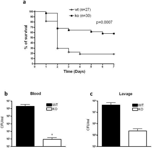 CB2 deficiency decreases mortality and bacterial burden in polymicrobial sepsis elicited by CLP.(a) Surviving CB2 KO and WT mice were counted every day for 7 days after inducing polymicrobial sepsis by way of cecal ligation and puncture (CLP). p<0.001 versus WT. (b) Blood and (c) peritoneal lavage fluid obtained from CB2 KO or WT mice 16 hour after CLP were cultured on soy-trypticase agar plates, and the number of bacterial colonies was counted. Data are the mean±SEM of n = 6–9 mice per group. *p<0.05.