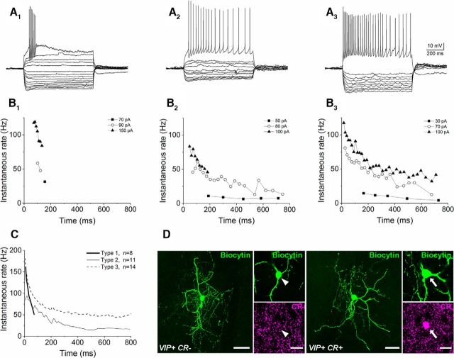 Variability in the firing pattern of VIP+ INs in the mouse BLA. A, Voltage responses to hyperpolarizing and depolarizing step currents of three VIP+ INs. The action potential trains were evoked by injection of a current step with an amplitude of 150 (A1), 70 (A2), and 100 pA (A3), respectively. B, The variability in firing is demonstrated on the time versus instantaneous firing rate plots for the example cells. VIP+ cells discharged only a few action potentials at the beginning of the 800-ms-long current steps (B1), spiked throughout the current step at a low rate [in some cases, with spiking restricted to the beginning upon injections of current pulses with large amplitude (≥100 pA); B2], or fired at a high rate (B3). C, Summary plot of the firing ability of the cells, when subdivided in three categories, obtained by current injections with amplitude of 70–150 pA. The lines indicate the means. D, Two examples of VIP+ INs that lack or show immunoreactivity for CR in their somata. Scale bars: D, maximal intensity projection image of the example cells, 40 μm; image of the soma, 20 μm.