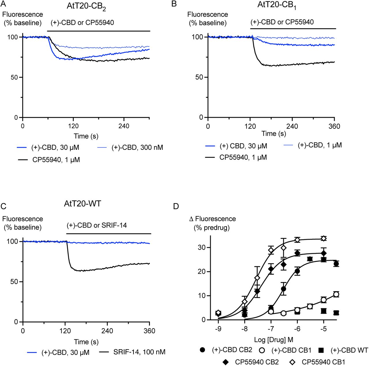 (+)-CBD hyperpolarises AtT20-CB2 and AtT20-CB1 cells.AtT20 cells expressing CB2, CB1 or no cannabinoid receptors (WT) were challenged with (+)-CBD and CP55940. A fluorescent membrane potential dye was used to measure the response. A) Representative traces showing that application of (+)-CBD (300 nM, 30 µM) and CP55940 (1 µM) to AtT20-CB2 cells produced a sustained decrease in fluorescence, consistent with hyperpolarisation of the cells B) Representative traces showing that application of (+)-CBD (1 µM, 30 µM) to AtT20-CB1 cells produced much smaller change in fluorescence than CP55940 (1 µM). C) Representative traces showing that (+)-CBD (30 µM) did not produce a change in fluorescence in AtT20-WT cells, but somatostatin-14 (SRIF-14, 100 nM) did. D) Concentration-response curves for (+)-CBD, and CP55940 showing the maximum change in fluorescence produced by each drug in AtT20-CB1, -CB2 and -WT cells. Each point represents the mean ± SEM of at least 6 independent experiments, performed in duplicate.