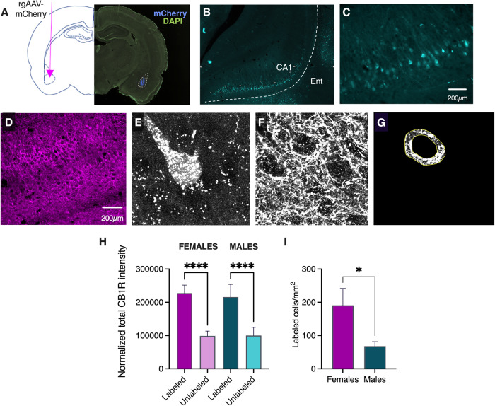 Perisomatic CB1R expression is twice as great at vHip-BLA neurons than at other vHip neurons.A Surgical approach to retrogradely label vHip-BLA projections. B Representative micrograph showing viral expression in vHip CA1. C Higher resolution micgrograph of retrogradely labeled vHip-BLA neurons. D Representative micrograph showing immunofluorescence for CB1R in vHip CA1. E Representative confocal identification of retro-labeled vHip-BLA neuron. F Retrograde confocal z-stack of perisomatic CB1R. G Example of perisomatic “donut” captured by our custom Python script. H Normalized total CB1R intensity in retro-labeled and unlabeled vHip neurons. I vHip-BLA neurons were twice as abundant in females compared to males. ****p < 0.0001; *p < 0.05.