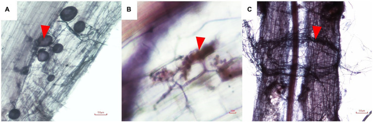Morphology of AMF in root of Cannabis sativa (A), vesicles (arrow head); (B), Arum-type arbuscules (arrow head), and (C) hyphae around plant roots (arrow head).