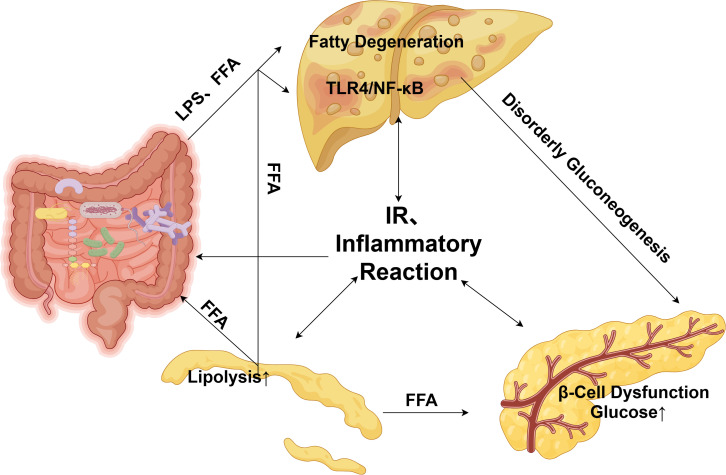Diagram illustrating the interaction between intestinal, liver, and pancreatic functions in metabolic disorder. The intestine releases lipopolysaccharides andfree fatty acids (FFA), influencing liver fatty degeneration and inflammatory responses, labeled with TLR4/NF-kB. These processes link to lipolysis, b-cell dysfunction in the pancreas, and increased glucose levels, highlighting disorderly gluconeogenesis and insulin resistance (IR) as central elements.
