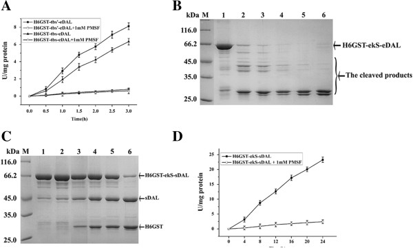 Substrate preference and specificity of thrombin and enterokinase by the coupled assay. A. coupled assay of fusion protein containing tbS or tbS’ cleaved by thrombin in the absence or presence of PMSF. B. SDS-PAGE analysis of time course cleavage of the purified fusion protein for eDAL at undesired cryptic sites by enterokinase. The fusion protein is indicated by the arrow. C. The purified fusion protein for sDAL was cleaved into two parts by enterokinase. The fusion protein and cleaved products are indicated by the arrows. D. coupled assay of time course cleavage of the purified fusion protein for sDAL by enterokinase. The activity of DAL partner was used as the control and subtracted.