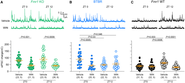 eCB signaling is dysregulated in Fmr1 KO and BTBR miceSlices were obtained at ZT0 or ZT12 and incubated in the eCB agonist WIN (10μM) or vehicle. sIPSCs were recorded from both treatment conditions in each animal. (A) Example traces (top) and quantification (bottom) of sIPSCs recorded from Fmr1 KO slices. WIN significantly decreased sIPSC charge at both ZT0 and ZT12. sIPSC charge did not differ between times of day within vehicle or WIN treatment groups (p > 0.9999). Kruskal-Wallis ANOVA on ranks H = 28.73, p < 0.0001.(B) Example traces (top) and quantification (bottom) of sIPSCs recorded from BTBR slices. WIN suppressed inhibitory transmission only at ZT0. Kruskal-Wallis ANOVA on ranks H = 16.9, p = 0.0007.(C) Example traces (top) and quantification (bottom) of sIPSCs recorded from Fmr1 WT slices. sIPSC charge was elevated and sensitive to suppression by WIN at ZT12. Kruskal-Wallis ANOVA on ranks H = 27.9, p < 0.0001. Data are shown as mean ± SEM and sample size is indicated as (cells, mice). p values correspond to Dunn’s post-hoc test. See also Figure S4.