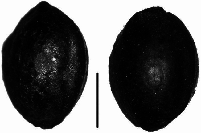 Photos of charred Cannabis sp. grains from Haimenkou, scale bar 2 mm