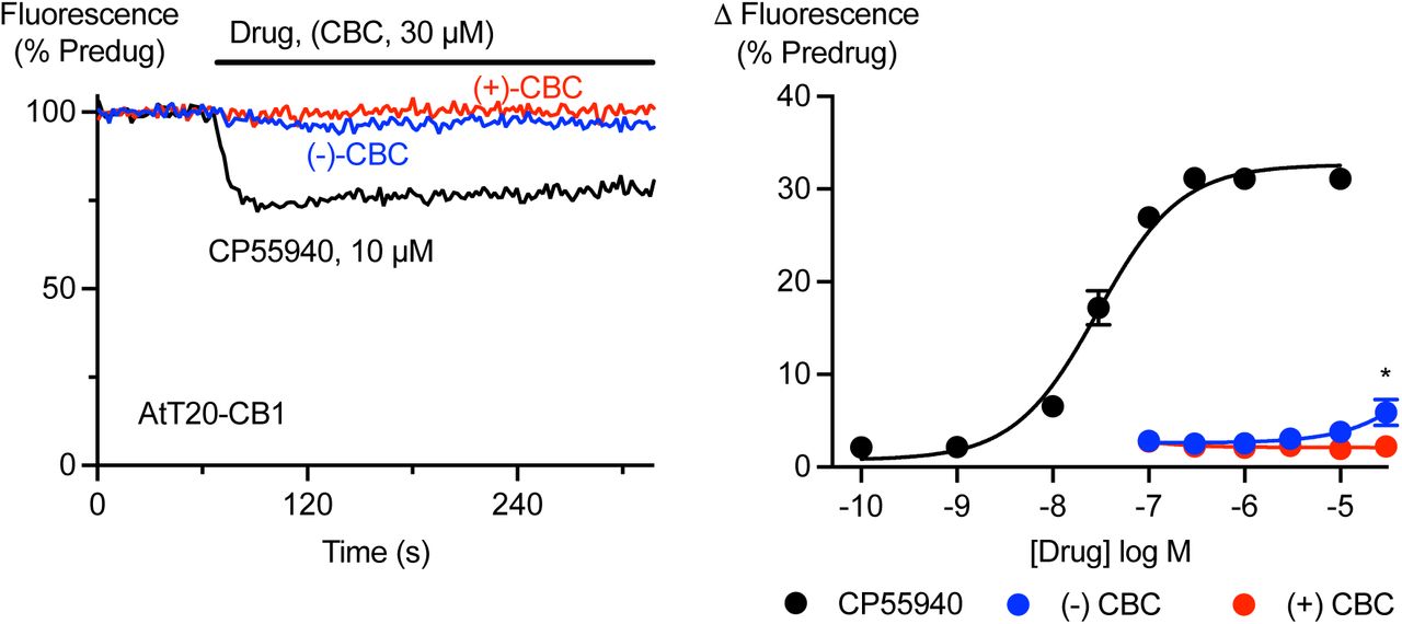 Activation of CB1 receptors by cannabichromene isomers.AtT20 cells expressing CB1 receptors were challenged with (−)-CBC, (+)-CBC and CP55940. A fluorescent membrane potential dye was used to measure the response. A) Representative traces showing that application of 10 µM CP55940 produced a sustained decrease in fluorescence, consistent with hyperpolarization of the cells, while 30 µM (−)-CBC had a minimal effect and 30 µM (+)-CBC had no effect. B) Concentration-response curves for (−)-CBC, (+)-CBC and CP55940 showing the maximum change in fluorescence produced by each drug. Each point represents the mean ± s.e.m. of at least 6 independent experiments, performed in duplicate. Only 30 µM (−)-CBC only produced a significant change in fluorescence (One-way ANOVA, P=0.034, followed by Dunnet’s multiple comparisons test, * P=0.0083; each concentration compared with vehicle).