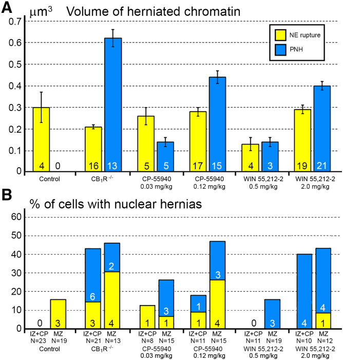 Volume and frequency of chromatin herniation through the experimental groups(A) Volume of herniated chromatin in cells from the embryo cerebrum of wildtype control mice, CB1R−/− mice and wildtype mice after CB1R agonists CP-55940 and WIN 55,212-2 applications at distinct doses. The data are represented in terms of average volume ±SEM of the 3D reconstructed streams of herniated chromatin. Numbers of analyzed NE ruptures and PNHs are indicated at the base of each column. Volumes of each analyzed hernia are shown in Table S1.(B) Percentages of the cells with nuclear hernias in the intermediate zone combined with the cortical plate (IZ + CP) and in the marginal zone (MZ) of the embryo cerebrum of wildtype control mice, CB1R−/− mice and wildtype mice exposed to CB1R agonists CP-55940 and WIN 55,212-2. Numbers of cells with NE ruptures and PNHs are indicated at the base of each column. N refers to the number of analyzed 3D reconstructed cells from corresponding groups. For complete morphologic characterizations of the 3D reconstructed cells see Figures 3, 4, and 5 and Tables S2, S3, S4, and S5.
