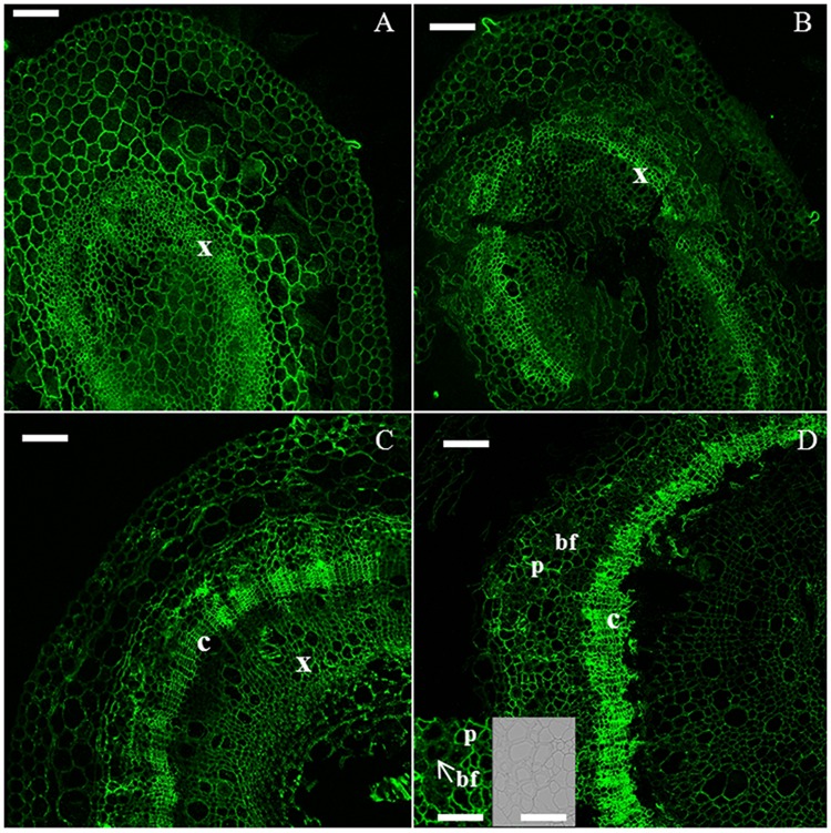 Immunodetection of the LM5 epitope specific for β-1,4-D-galactan. H6 (A, top left), H9 (B, top right), H15 (C, bottom left), H20 (D, bottom right). bf, bast fiber; c, cambium; p, parenchyma; x, xylem. Scale bar: 100 μm in the main pictures and 50 μm in the insets. The inset shows a zoomed detail of the cortex, where bast fibers are visible. For clarity of presentation, the corresponding DIC image is provided in (D).
