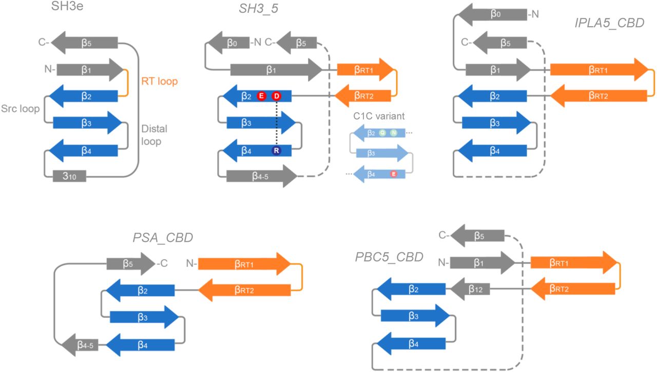 Compared topologies of SH3 domains. The RT loop in SH3e and its counterpart in SH3b families, the RT hairpin, is shown in orange, while the highly conserved β-core is in blue. Relevant residues at the β-core are displayed for the SH3_5 family, including the D450-R470 salt bridge. β-sheets are numbered according to the canonical SH3 fold numeration, and extra sheets are given different names to facilitate the comparison.
