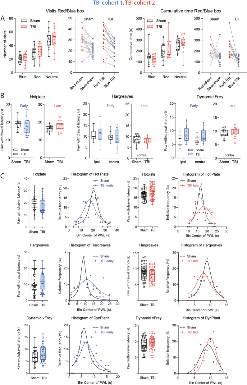 Nociceptive behavior in TBI versus sham mice. (A) Box/scatter plots and paired analysis of visits and cumulative times spent in red and blue chambers of a 3-compartment Red/Blue Box. The middle compartment was neutral. Both groups similarly avoided blue light. Blue light hypersensitivity is an indicator of headache. The experiments were done in TBI/sham cohort-2, 14 days after surgery. The box shows the interquartile range, the line is the median; the whiskers show minimum to maximum, each scatter is a mouse. (B) Box/scatter plots show nociceptive paw withdrawal responses elicited by heat or mechanical stimulation in hot plate, Hargreaves and dynamic von Frey experiments. Early tests were done 14 days after controlled cortical impact or sham surgery in TBI/sham cohort1 (blue, n = 10 sham, n = 21 TBI), late tests 5 months after surgery in TBI/sham cohort-2 (red, n = 16 sham, n = 15 TBI). The box shows the interquartile range, the line is the median; the whiskers show minimum to maximum, each scatter is a mouse. In early hot plate tests, each mouse is represented with two trials. Ipsilateral and contra lateral refer to the side of the cortical trauma, which receives input from the contra lateral paw. (C) Box/scatter plots of pooled data from several trials and frequency distribution of the response latencies, which were fitted to a normal distribution according to Gauss or Lorentz, depending on the goodness of fit parameters. Although mean withdrawal latencies did not differ between groups (unpaired, 2-tailed T tests), Gauss curves revealed a higher variance in TBI mice, particularly for heat stimulation. Graphs were created with Graphpad Prism 8.4 (https://www.graphpad.com), exported as emf and arranged and labeled in Adobe Illustrator CC2020 (https://www.adobe.com/de), and exported to TIFF format.