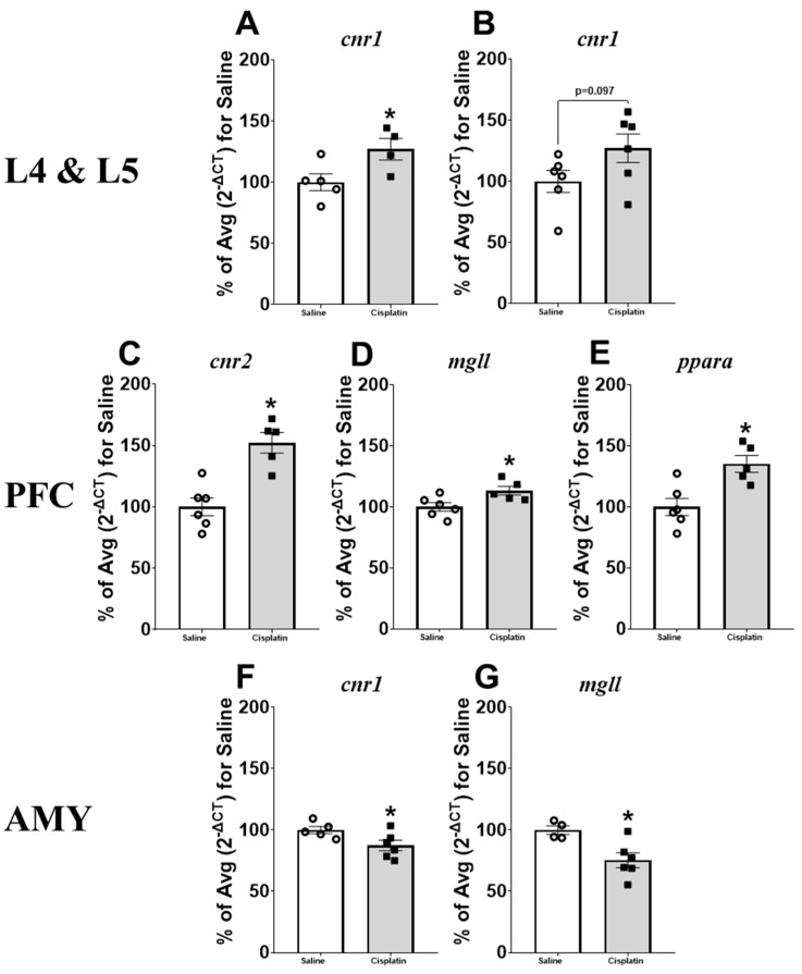 Gene expression in the nervous system of male rats after treatment with saline (n = 5–6) or a single dose of cisplatin (i.p., 5 mg/kg; n = 4–6). Levels of cnr1 in the dorsal root ganglia L4 (A) and L5 (B); levels of cnr2 (C), mgll (D), and ppara (E) in the prefrontal cortex (PFC); and levels of cnr1 (F) and mgll (G) in the amygdala (AMY). The mean percentage of the saline-treated group (2−ΔCT) for saline is expressed as Mean ± SEM of saline- vs. cisplatin-treated animals. Statistical significance set at p < 0.05. t-test: * significant difference.
