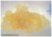 cells-15-00385-i005.jpg