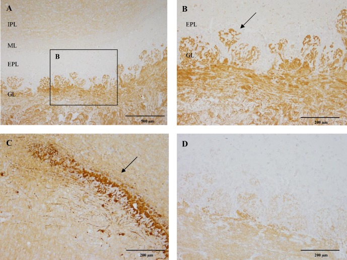 CB1 immunoreactivity of the Olfactory bulb.CB1 immunoreactivity of a six-month-old Beagle dog (A, B, C) and four-week-old dog (D). Strong immunoreactivity of the glomerular layer (GL), lack of immunoreactivity in the external plexiform layer (EPL) and mitral cell layer (ML), while moderate immunoreactivity of the internal plexiform layer (IPL) are observed in the six-month-old Beagle dog (A). Detailed immunoreactivity of the GL (arrow) is depicted in B. In the six-month-old Beagle dog, a population of cells within the internal granule cell layer (arrow) is strongly CB1 receptor positive (C). Contrary, the glomerular layer in the four-week-old dog was only slightly CB1 receptor positive (D). IHC was performed using the avidin-biotin-peroxidase complex (ABC) method.