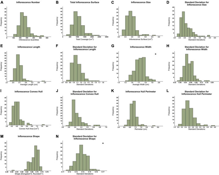 Frequency distribution of 119 genotypes across 14 inflorescences’ attributes. (A) Inflorescence Number (IN), (B) Total Inflorescence Surface Coverage (TIC), (C) Average Inflorescence Size (IS), (D) Inflorescence Size standard deviation (IS.sd), (E) Average Inflorescence Length (IL), (F) Inflorescence Length standard deviation (IL.sd), (G) Average Inflorescence Width (IW), (H) Inflorescence Width standard deviation (IW.sd), (I) Average Inflorescence Convex Hull (CH), (J) Inflorescence Convex Hull standard deviation (CH.sd), (K) Average Inflorescence Hull Perimeter (HP), (L) Inflorescence Hull Perimeter standard deviation (HP.sd), (M) Inflorescence Shape (ISH), (N) Inflorescence Shape standard deviation (ISH.sd). *Normally distributed figures marked with an asterisk on the top right corner.