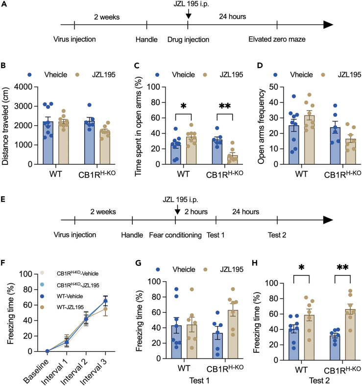 Hippocampus-specific knockout of CB1R blocked the anxiolytic effect of JZL195 but not fear memory recall(A) The procedure of virus injection and the EZM test (n = 6–9/group).(B) The distance that mice moved in the EZM (two-way ANOVA, main effect of gene type: F(1,26) = 1.755, p = 0.197; main effect of vehicle vs. JZL195: F(1,26) = 2.249, p = 0.146; interaction effect: F(1,26) = 2.188, p = 0.151).(C) The time that mice spent in the open arms of the EZM (two-way ANOVA, main effect of gene type: F(1,26) = 5.091, p = 0.033; main effect of vehicle vs. JZL195: F(1,26) = 1.617, p = 0.215; interaction effect: F(1,26) = 17.520, p = 0.0003; Sidak’s post hoc test of WT-Vehicle vs. WT-JZL195: p = 0.036, CB1RH−KO-Vehicle vs. CB1RH−KO-JZL195: p = 0.003).(D) The frequency of mice entering the open arms of the EZM (two-way ANOVA, main effect of gene type: F(1,26) = 5.495, p = 0.027; main effect of vehicle vs. JZL195: F(1,26) = 0.017, p = 0.899; interaction effect: F(1,26) = 3.979, p = 0.057).(E) The procedure of virus injection and the CFC test (n = 6–9/group).(F) The freezing time of mice during contextual fear conditioning (repeated two-way ANOVA, main effect of intervals: F(3,72) = 162.1, p < 0.0001; main effect of vehicle vs. JZL195: F(3,24) = 0.095, p = 0.962; interaction effect: F(9,72) = 0.701, p = 0.706).(G) The freezing time of mice during Test 1 (two-way ANOVA, main effect of gene type: F(1,24) = 0.239, p = 0.630; main effect of vehicle vs. JZL195: F(1,24) = 2.702, p = 0.113; interaction effect: F(1,24) = 2.337, p = 0.139).(H) The freezing time of mice during Test 2 (two-way ANOVA, main effect of gene type: F(1,24) = 0.009, p = 0.926; main effect of vehicle vs. JZL195: F(1,24) = 18.360, p = 0.0003; interaction effect: F(1,24) = 1.743, p = 0.199; Sidak’s post hoc test of WT-Vehicle vs. WT-JZL195: p = 0.040, CB1RH−KO-Vehicle vs. CB1RH−KO-JZL195: p = 0.002).