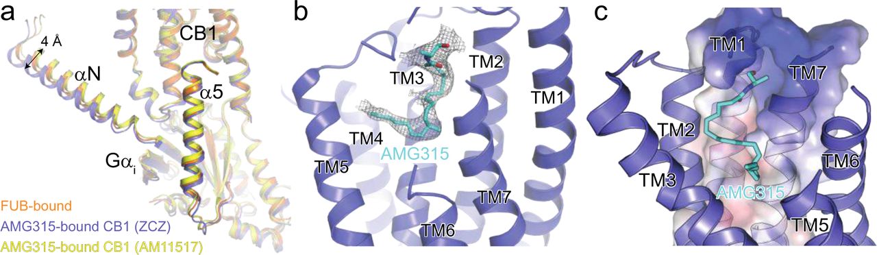 a. Overlay of the Gai subunit from FUB-bound (orange) and the two AMG315-bound (ZCZ, blue and AM11517, yellow), showing a 4Å difference in αN.b. Cryo-EM map density of the orthosteric ligand, AMG315.c. Surface electrostatics (calculated and analyzed by the APBS Electrostatic PyMol Plugin with negative colored blue and positive colored red) of the ligand binding pocket formed by TM1 and TM7.