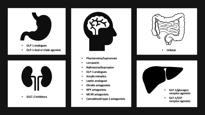 Summarises the mechanism of action for each class of pharmacotherapy used to treat obesity