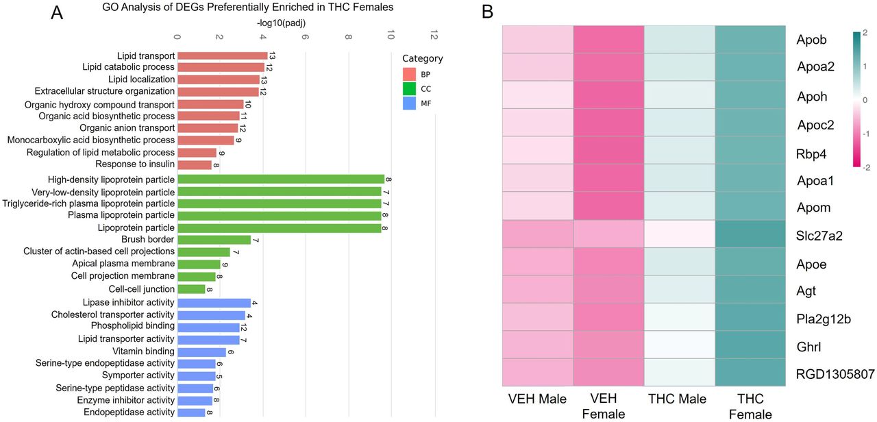GO analysis of DEGs preferentially enriched in THC females suggest that lipid metabolism is skewed in a sex-specific manner. A) GO performed on the DEGs preferentially enriched in the female THC placentas identified pathways related to lipid catabolism, transport, metabolism, and localization, suggesting that the alterations in lipid metabolism are augmented in female placentas compared to male. B) Clustering analysis between the 4 treatment groups of the top genes found in the lipid related GO terms. Many of the genes are a part of the Apo family. Terms were considered significantly enriched if they had an adjusted p-value < 0.05.