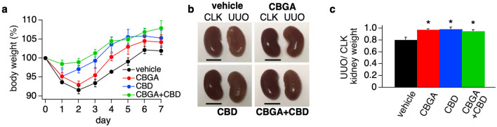 CBGA and CBD prevent kidney atrophy in the UUO mouse model. (a) Body weight of mice was measured daily before administration of CBGA (10 mg/kg, red circles), CBD (10 mg/kg, blue circles) and CBGA + CBD (each 10 mg/kg, green circles) from post-UUO surgery day 0 to day 6 (n = 5) and before sacrifice at day 7. The non-treatment group was injected daily with vehicle as a control (n = 4, black circles). Body weight of each day was normalized by the weight before UUO surgery, and the average is indicated. (b) Representative images of CLK (left in each picture) and UUO kidneys (right in each picture) isolated from UUO mice at day 7 after UUO surgery. Scale bars represent 5 mm. (c) The ratio of UUO kidney weight at day 7. Each UUO kidney weight was normalized by the weight of the corresponding CLK kidney, and the ratio is indicated. Black bar represents the vehicle treatment as a control group, red bar is CBGA treatment group, blue bar is CBD treatment group, and green bar represents CBGA + CBD treatment group. *p < 0.05 vs. vehicle treatment.