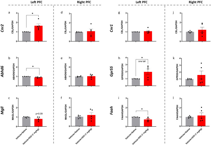 Effects of DOI (1 mg/kg) on the mRNA expression level of elements of the endocannabinoid system and GPR55 in the left (a–c, g–i) and right (d–f, j–l) prefrontal cortex of juvenile male mice. The experiment was independently repeated 5 times. Expression level was normalized to GAPDH and expressed relative to the control group (vehicle + saline). Expression level was compared with this of the control group (vehicle + saline) and analyzed with Student’s t-test, unpaired, two tails (or one tail as indicated), followed by Welch’s correction. *P < 0.05 significantly different