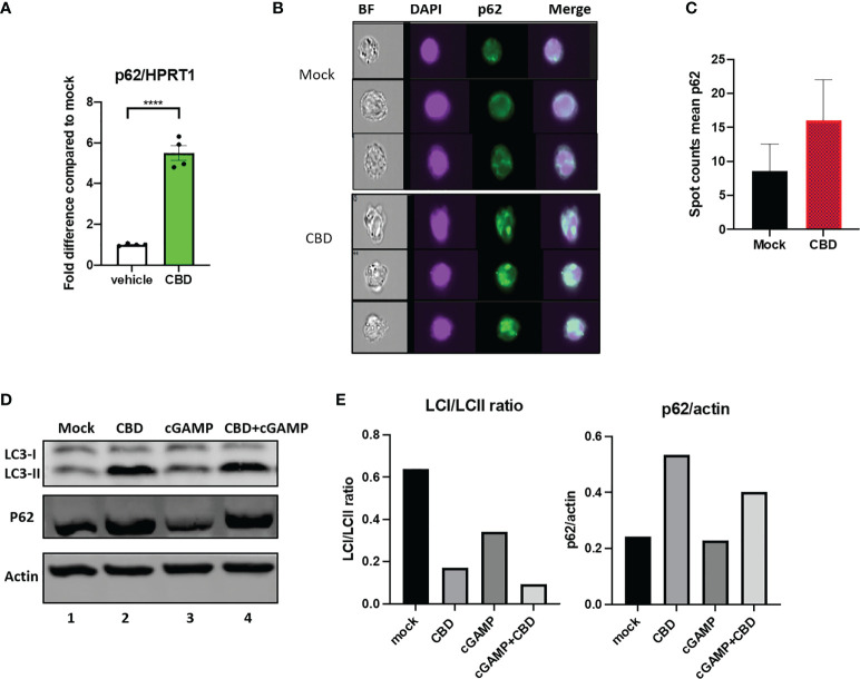 Cannabidiol treatment leads to increased autophagy activity. (A) Real time PCR analysis of p62 expression in THP-1 cells treated with either vehicle or CBD for 8 hours. (B) THP1 cells were treated with CBD overnight, fixed and stained with DAPI, anti-p62 and analyzed by ImageStream. (C) Bar graph showing mean Spot count of p62 for mock and CBD treated THP1 analyzed by ImageStream IDEA software. (D) Western blot of THP1 cells treated with DMSO, CBD, cGAMP or CBD+cGAMP overnight. (E) Bar graph showing LCI/LCII ratio and p62/actin of the western blot analyzed by Image Lab Software. ****p<0.0001.