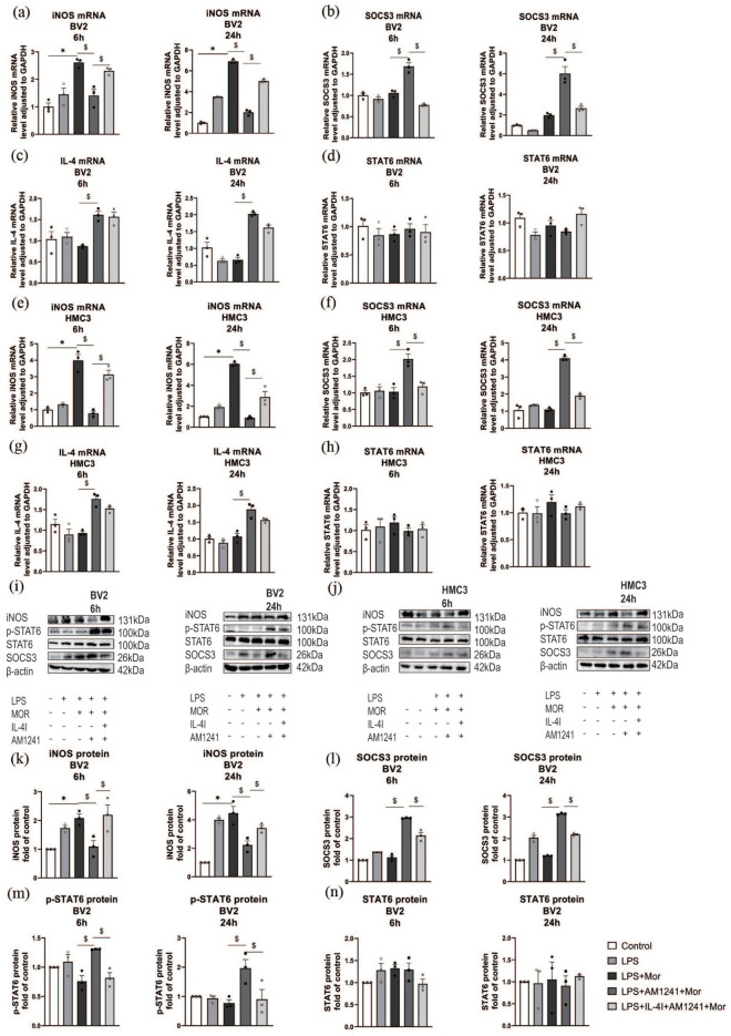 Effects of IL-4I on AM1241-induced the expression of IL-4 and p-STAT6 and microglia polarization after morphine treatment in vitro. There were five different groups in BV2 and HMC3 cells. Cells were treated with control, LPS, LPS+AM1241, LPS+IL-4I+AM1241 in combination with morphine (Mor) or alone plus morphine. Relative IL-4 mRNA (c, g), iNOS mRNA (a, e) STAT6 mRNA (d, h) and SOCS3 mRNA (b, f) level adjusted to GAPDH. Western blot analysis of iNOS, SOCS3, p-STAT6 and STAT6 in (g, h, i, j). The p-STAT6 protein (m), STAT6 protein (n),iNOS protein (k), and SOCS3 protein (l) fold of control in BV2. One-way analysis of variance (ANOVA) followed by Bonferroni’s multiple comparisons test was used for analyzing the Western blot and qPCR in different group (p < 0.05) in cell drug treatment. The data in this study was shown as mean ± standard deviation (SD). p < 0.05 was considered statistically significant. *p < 0.05: the LPS+Mor group compared with the control group; $p < 0.05: the different groups compared with the LPS+AM1241+Mor group.