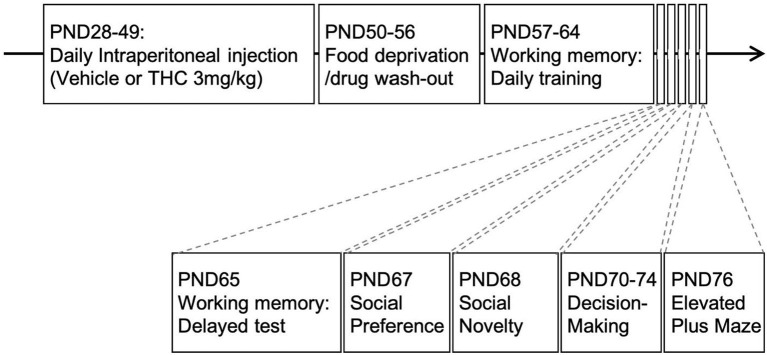 Experimental paradigm. Timeline of experimental design. Adolescent animals received daily intraperitoneal injections of THC (3 mg/kg) 21-days from PND28-49. This was followed by food restriction for 1-week (PND50-56) before behavioral experiments commenced.