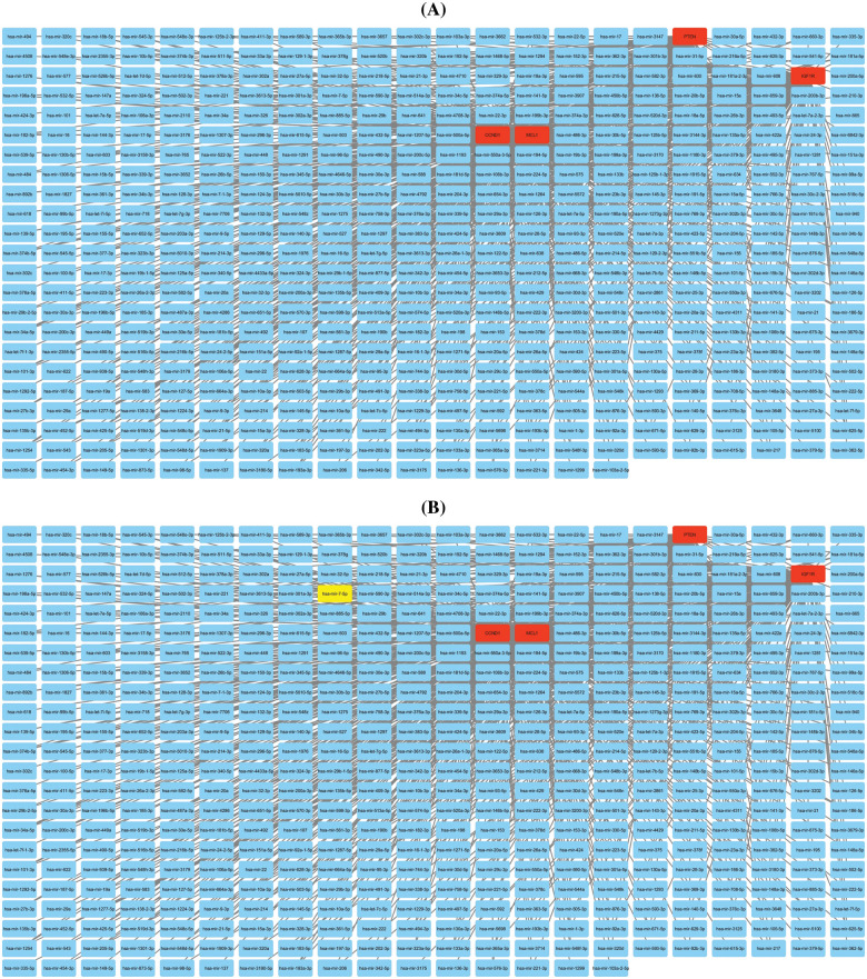 miRNA-mRNA co-regulatory network of MCL1, IGF1R, CCND1, and PTEN hub genes. (A) A PPI of miRNAs targeting hub genes, and (B) a PPI highlighting most important miRNA (hsa-mir-17-5p) targeting all hub genes. Light blue color nodes: miRNAs, red color nodes: mRNAs, and green color node: hsa-mir-17-5p.