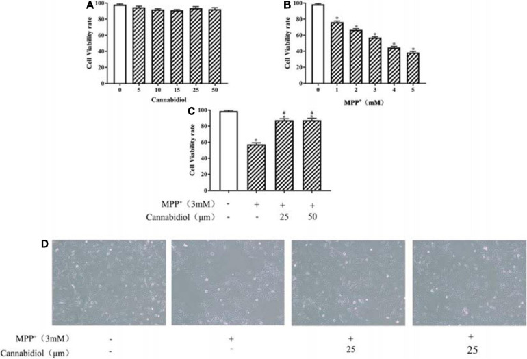 Cannabidiol protected SH-SY5Y cells against MPP+-induced cytotoxicity and Loss of Tyrosine Hydroxylase (TH) expression. (A–C) SH-SY5Y cells were treated with different concentrations of Cannabidiol or MPP+ for 24 h and Cells viability was measured by the 3-(4,5-dimethylthiazol-2-yl)-2,5-diphenyltetrazolium bromide (MTT) assay. (D) Cells viability was Observed by Microscopic (100×); The expression of TH in SH-SY5Y cells were measured by western blotting; *p < 0.05, compared with control group, #p < 0.05 compared with MPP+ alone.
