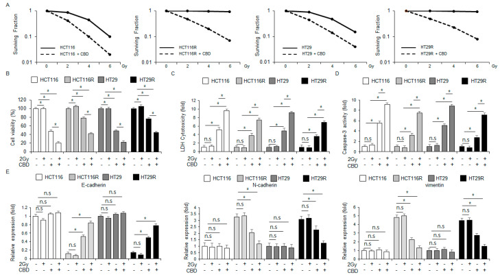 Combining CBD with radiation enhances radiosensitivity in radio-resistant colorectal cancer cell lines. (A) To assess clonogenic survival, HCT116, HT29, HCT116R, and HT29R cells were irradiated on the indicated conditions (0, 2, 4, and 6 Gy) in combination with CBD treatment. The resulting survival fractions were then calculated; *, p < 0.05. (B–D) We treated HCT116, HT29, HCT116R, and HT29R cells with a combination of 0.5 µM CBD (24 h) and 2 Gy radiation (24 h). We then performed a variety of assays, such as caspase-3 activity, WST-1, and LDH cytotoxicity. (E) We treated HCT116, HT29, HCT116R, and HT29R cells with a combination of 0.5 µM CBD and 2 Gy radiation for 24 h and then performed real-time qPCR to examine the mRNA levels of N-cadherin, E-cadherin, and vimentin.; *, p < 0.05, n.s = no significance. The mRNA levels were normalized using β-actin.