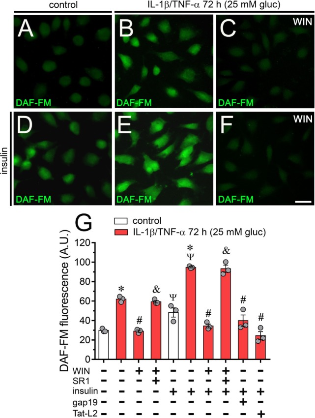 High glucose and IL-1β/TNF-α increase basal and insulin-induced production of nitric oxide (NO) in endothelial cells: prevention by WIN and connexin 43 (Cx43) hemichannel blockers. (A–F) Representative fluorescence micrographs of basal (A–C) or 1 µM insulin-induced (D–F) production of NO (DAF-FM, green and pseudo-colored scale) of EAhy cells treated for 72 h with 5 mM glucose [control (A,D)], 25 mM glucose, and IL-1β/TNF-α (B,E) alone or in combination with 5 µM WIN (C,F). (G) Average of DAF fluorescence by EAhy cells treated for 72 h with 5 mM glucose (control; white bars), 25 mM glucose and IL-1β/TNF-α (red bars) alone or with different combinations of the following compounds: 5 µM WIN (WIN), 5 µM SR-141716A (SR1), 1 µM insulin, 100 µM gap19, and 100 µM Tat-L2. *p < 0.05, IL-1β/TNF-α and high glucose compared to control; #p < 0.05, effect of each compound compared to the effect induced by IL-1β/TNF-α and high glucose; &p < 0.05, effect of each cannabinoid receptor antagonist compared to the effect of the respective cannabinoid; Ψp < 0.05, effect of insulin compared to the respective control (one-way analysis of variance followed by Tukey’s post hoc test). Data were obtained from at least three independent experiments (see scatter dot plot) with four repeats each one (≥35 cells analyzed for each repeat). Calibration bar = 40 µm.