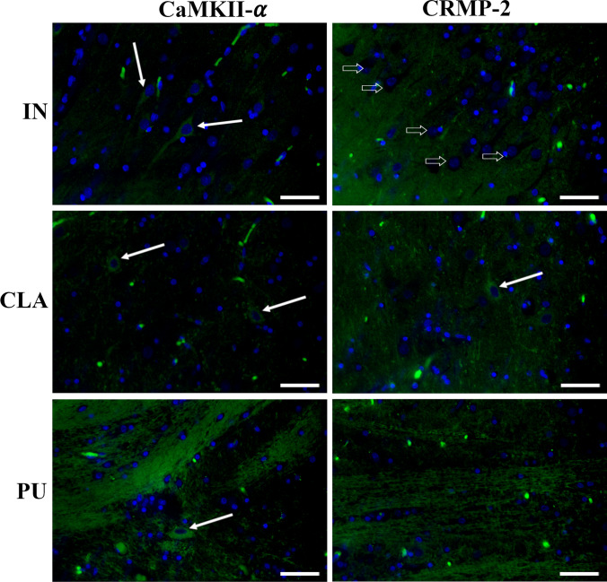 Immunofluorescent staining of pig insula (IN), claustrum (CLA), and putamen (PU). In IN, CaMKII-α was mainly localized in neuron somas (white arrows) while CRMP-2 labeling was mostly associated with neuropil surrounding negative cell bodies (white arrows). A similar immunostaining pattern was observed in CLA, which also showed rare CRMP-2-positive somas (white arrow). In PU, positivity to both CaMKII-α and DPYL2/CRMP-2 was localized in fibers while rare immunolabeled cell bodies (white arrow) were only seen for CaMKII-α. Scale bars = 50 μm