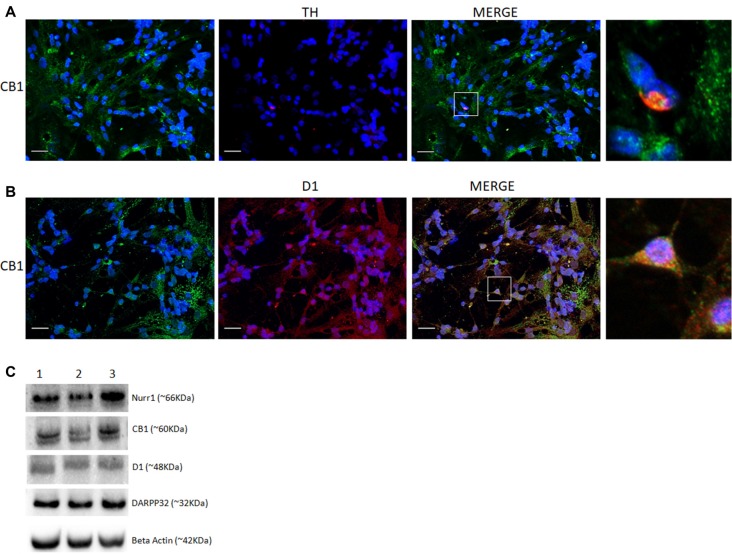 Co-expression of selective cannabinoid and dopaminergic markers in cultured retinal cells. Expression of CB1 receptor in E8C6 cultures showing the main components of the dopaminergic system (DS). In (A), co-localization of CB1 (green) in TH positive neurons (red). In (B), co-localization of CB1 (green) in cells expressing the D1 receptor (red). In (C), western blotting analyses confirm the expression dopaminergic markers (Nurr1 and Darpp32) and D1 receptor, in addition to CB1 expression, β Actin is shown as the loading control (lanes represent triplicate assay as shown for 1, 2, 3). Scale bar of 20 μm, all images were obtained with 40X magnification in a fluorescence microscope with ApoTome software. N = 3 for each analysis.