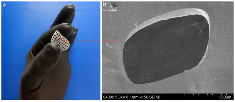 (a) A 3D printed THC6 scaffold; and (b) SEM image of THC6 surface.