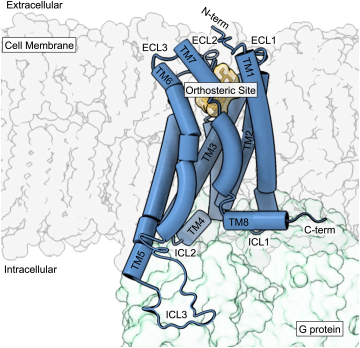 Class A GPCR general structure.A ligand-bound GPCR interacting with the heterotrimeric G protein.