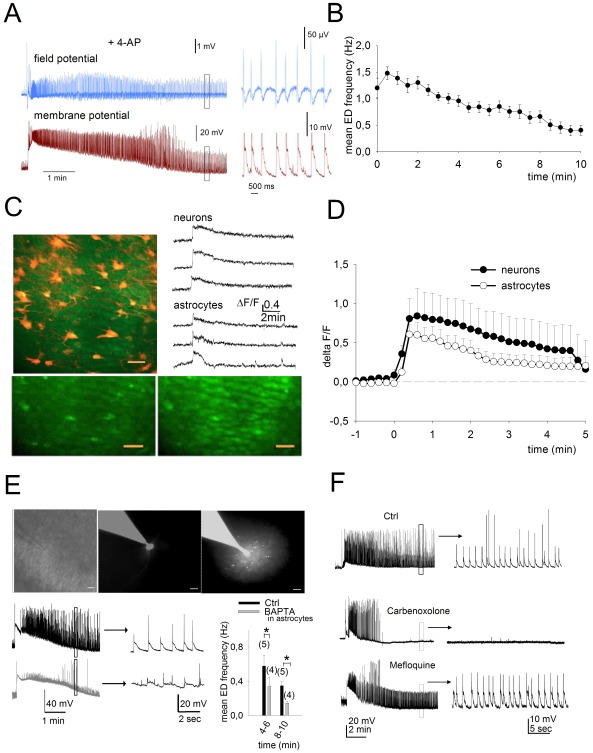 Astrocytes participate in the maintenance of epileptiform activity in CA1.A, A field recording in the CA1 area and a patch-clamp recording from a CA1 pyramidal cell show a typical initial depolarization event followed by epileptiform discharge (ED) in response to continuous application of 4-AP (100 µM). The insets show examples of individual EDs taken from the left traces at an expanded time base. B, Averaged time course of ED frequency following the initial depolarization as measured with patch-clamp recording (n = 23). C, Two-photon fluorescence imaging in hippocampal organotypic slice cultures during ED showing co-activation of neuronal and glial networks. Top right shows an overlaid image with neurons (green) loaded with OGB-1 and astrocytes (red) with sulforhodamine 101. Traces show the calcium rise both in neurons and astrocytes during 4-AP-induced epileptiform activity. Below are images of cellular calcium levels before (left) and during (right) epileptiform activity. Scale bar = 30 µm. D, Time course of fluorescence changes in CA1 pyramidal cells and in astrocytes during 4-AP superperfusion (n = 164 neurons and 146 astrocytes in 8 slice cultures). The plotted points represent averages of the mean cellular responses for each slice. E, Chelating calcium with intracellular BAPTA in astrocytes decreases the frequency of ED recorded in a CA1 pyramidal cell. Top: Images show a patch-clamp pipette approaching the CA1 stratum radiatum (left), an astrocyte patched with the pipette containing BAPTA (40 mM) and the fluorescent dye Alexa 488 (middle), and the diffusion of the fluorescent marker throughout a small network of astrocytes following depolarization (1 nA injection) to open gap-junctions (right). Bottom left: representative current clamp recordings from a CA1 pyramidal cell during ED when a neighboring astrocyte was injected with control intracellular solution (black trace) or with BAPTA (gray trace). Sample activity at expanded time base is shown at right. Bottom Right: Mean ED frequency at two time points after initiation of ED for CA1 pyramidal cells with a neighboring astrocyte filled with control intracellular solution versus a 40 mM BAPTA intracellular solution (n = 4). F, current-clamp traces recorded from single CA1 pyramidal cells in 4 different slice cultures showing ED activity in control or after incubation for three hours with two antagonists of connexins, carbenoxolone (100 µM) and mefloquine (25 µM).