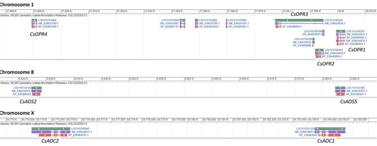 Regions of duplicated OPR, AOS, and AOC genes on C. sativa Chromosomes 1, 8, and X.