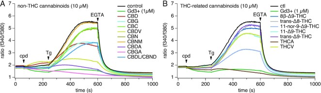 Effect of pure cannabinoids on SOCE. Pure cannabinoids (10 µm) were screened against SOCE in Jurkat T cells. Baseline levels were acquired for 60 s followed by extract or pure cannabinoid addition. To activate SOCE, 1 µm Tg was applied at 240 s and 2 m m EGTA was applied at 600 s to chelate all external calcium. (A) Non-THC cannabinoids (10 µm) were screened against SOCE. (B) THC-related cannabinoids (10 µm) were screened against SOCE. All experiments were repeated in three independent runs. The traces represent averaged data from n = 3 replicates.