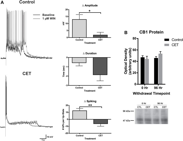 The effects of WIN are blunted in cultures chronically treated with 44 mM EtOH, without changes in CB1 protein expression. (A) Left: representative traces of up-states recorded from layer V/VI PNs in control and CET cultures under baseline conditions and after application of the CB1 agonist WIN (1 μM). (A) Right: summary data from the experiments comparing the WIN-induced change in up-state parameters between control and CET cultures. (B) Top: summary data for CB1 immunoblots expressed as optical density of 52 kDa band (N = 3–4). Bars represent mean ± s.e.m. Asterisks represent significant group differences: *p < 0.05 and **p < 0.01.