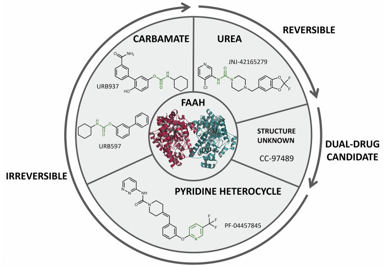 FAAH inhibitors currently undergoing RCTs, categorised (where available) by the structural motifs (highlighted in green) used in their design and type of inhibition (reversible, irreversible or dual FAAH/MAGL inhibitor).Created in BioRender. Rohleder, C. (2026) https://BioRender.com/d0n7ofq.