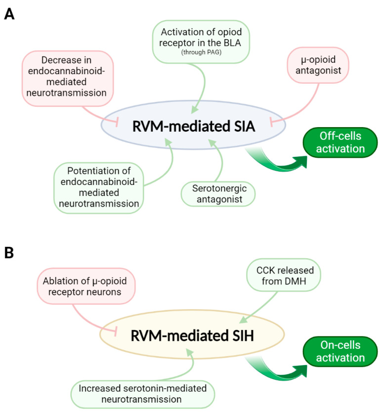 RVM mechanisms involved in the generation of acute stress-induced analgesia (SIA) and chronic stress-induced hyperalgesia (SIH). (A) In general, SIA involves the activation of RVM off-cells, which triggers a decrease in the nociceptive response, generating analgesia. Decreases in endocannabinoid-mediated neurotransmission and the antagonism of µ-opioid receptors in the RVM block SIA. On the other hand, the antagonism of serotonergic receptors, the activation of opioid receptors in the BLA, and the potentiation of endocannabinoid-mediated neurotransmission in the RVM facilitate SIA. (B) SIH involves the activation of RVM on-cells, which triggers an increase in the nociceptive response, i.e., hyperalgesia and allodynia. The ablation of µ-opioid receptor-expressing neurons in the RVM blocks SIH, while CCK released from DMH and increased serotonin-mediated neurotransmission in the RVM potentiate SIH. Green arrows indicate activation, and red lines indicate inhibition. BLA: basolateral amygdala; PAG: periaqueductal grey; CCK: cholecystokinin, an anxiogenic and stress-related agent; DMH: dorsomedial nucleus of the hypothalamus.