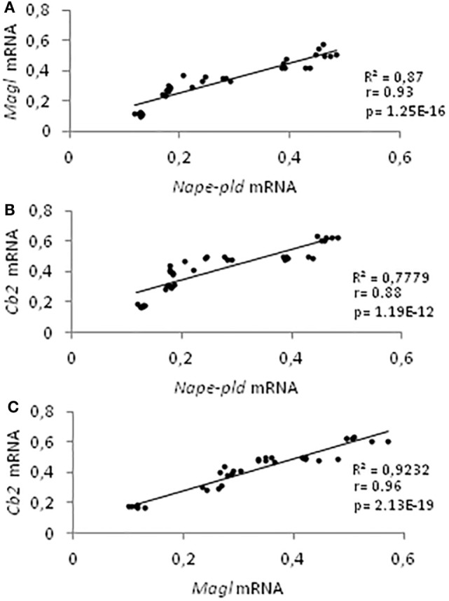 Correlation analyses among endocannabinoid system components. Correlation analyses between Nape-pld and Magl (A), Nape-pld and Cb2 (B), Magl and Cb2 (C) mRNA expression, from 21 to 60 days post partum.