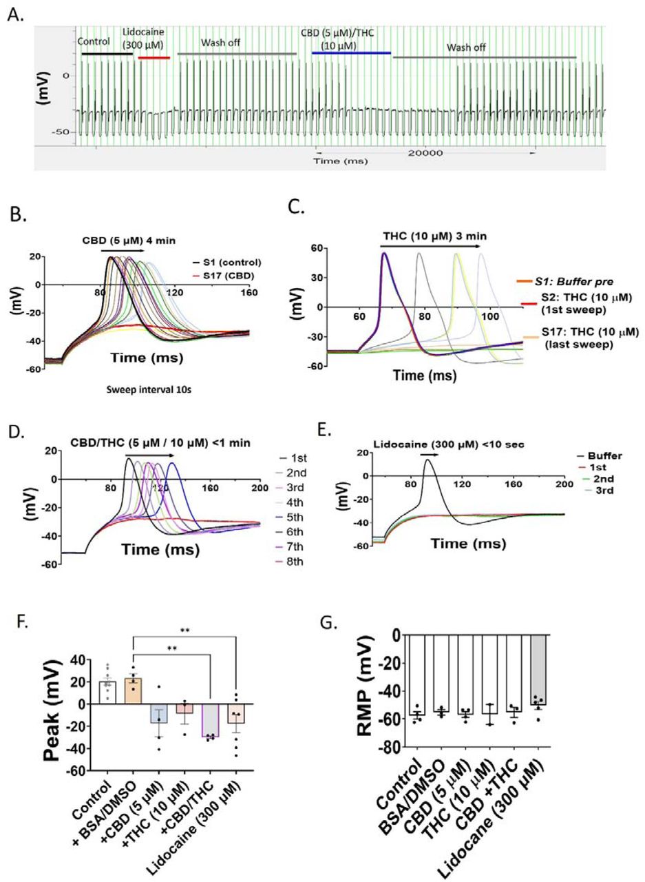 Synergistic effects of CBD and THC on neuronal firing. (A) Example trace showing the effects of 300 µM lidocaine and 1:2 ratio CBD: THC (5 µM CBD + 10 µM THC) on neuronal firing. (B) Overlaid traces of the same recording. (C-F) Kinetic profile of (C) 5 µM CBD, (D) 10 µM THC, (E) 5 µM CBD/10 µM THC and (F) 300 µM lidocaine on the inhibition of neuronal firing. Individual action potential traces are at 10sec intervals. In C and D, 5 µM CBD and 10 µM THC caused a slow (3-4 min) time-dependent complete block of neuronal firing. In D, the complete block of neuronal firing by 5 µM CBD/10 µM THC occurred within 1 min of application, without a progressive reduction in action potential amplitude. In F, 300 µM lidocaine caused an immediate block. (G, H) Summary graphs showing the effects of 5 µM CBD, 10 µM THC, 5 µM CBD/10 µM THC combined and 300 µM lidocaine on (G) peak action potential amplitude and (H) resting membrane potential (RMP). The RMP was not affected by CBD/THC combined. (I-J) Ratiometric analysis showing the effects of increasing [THC] when combined with 2 µM CBD on (I) peak action potential amplitude and (J) RMP (n = 2-5). The optimum effect was with 1:5 CBD: THC ratio. All washes with 0. 3% DMSO/ 0. 5% BSA. Data presented as mean ± SEM (Individual data points overlaid). * p < 0. 05, ** p < 0. 01.