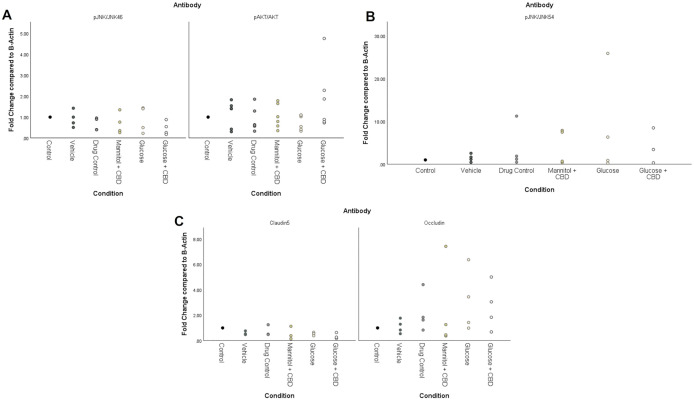 Western Blot analysis of inflammatory pathway and tight junction proteins.No statistically significant differences across treatment + exposure groups were observed for (A) phosphorylated JNK46, phosphorylated AKT, or (B) phosphorylated JNK54 in retinal homogenates. However, tissue from the Glucose + CBD group did show an average 4x increase in pJNK/JNK54 (B) and a 2x increase in pAKT-AKT (A). Analysis of protein levels of the tight junction proteins claudin-5 and occludin (C) revealed opposite trends, with Glucose and Glucose + CBD fish showing an average upregulation of occludin and an average downregulation in claudin-5. Biological replicates for AKT, pAKT, pAKT/AKT n = 6. Biological replicates for Occludin, JNK54, JNK46, pJNK54, pJNK46, pJNK/JNK54, pJNK/JNK46 n = 4. Biological replicates for claudin-5 n = 3. Individual data points from biological replicates are shown. Condition = treatment + exposure groups.