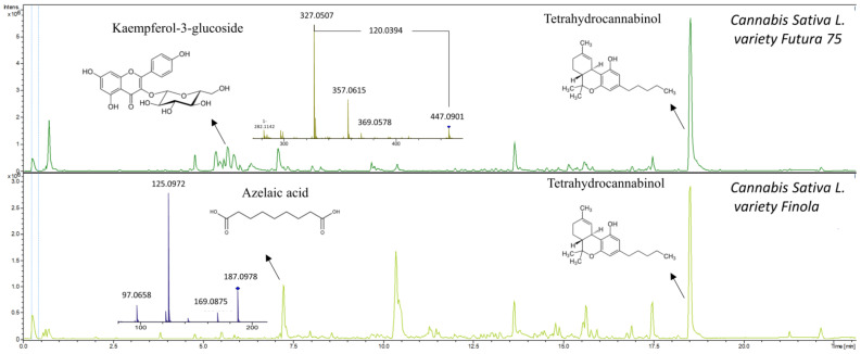 Metabolic profiles of Cannabis sativa L. variety Futura 75 and Cannabis sativa L. variety Finola showing MS2 spectra of kaempferol-3-glucoside and azelaic acid. Tetrahydrocannabinol was also tentatively identified.