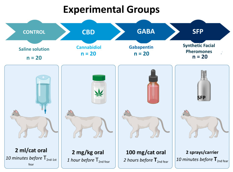 Experimental groups. Created in https://BioRender.com (accessed on 24 November 2024).